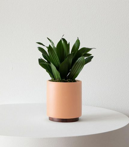 نور رشد LED با طیف کامل - تصویر 4