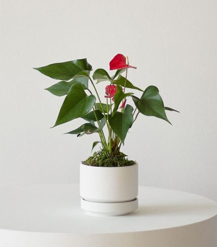 آنتوریوم - پادشاه قلب ها