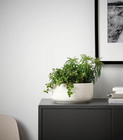 آنتوریوم - پادشاه قلب ها - تصویر 5