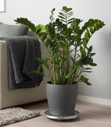 بروملیاد وریسا - تصویر 5